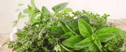 Thyme and Oregano